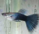 Guppy hb blue.. - Bandar Lampung Kota - Hewan Peliharaan
