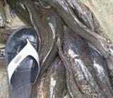 Jual lele induk - Kulon Progo Kab. - Hewan Peliharaan