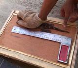 Tokek bercak orange ukuran 30 Cm - Aceh Tamiang Kab. - Hewan Peliharaan