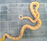 Albino white phase - Bandar Lampung Kota - Hewan Peliharaan