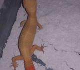 Gecko emas full merah betina - Jakarta Barat - Hewan Peliharaan