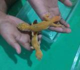 Leopard gecko tremple - Jakarta Pusat - Hewan Peliharaan