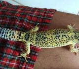 Leopard gecko lemon forst - Jakarta Pusat - Hewan Peliharaan