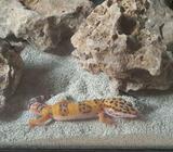 Anakan Gecko bagus - Jakarta Selatan - Hewan Peliharaan
