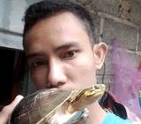 Kura_kura brazil - Jakarta Timur - Hewan Peliharaan
