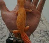 Gecko sunglow sepasang - Jakarta Timur - Hewan Peliharaan