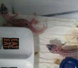 Baby gecko banyak pilihan - Jakarta Utara - Hewan Peliharaan