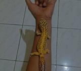 Leopard gecko gede jumbo jantan - Surabaya Kota - Hewan Peliharaan