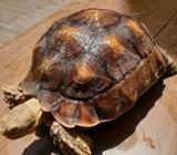 Sulcata tortoise mocha brown smooth 27 cm betina super rakus outdoor - Surabaya Kota - Hewan Pelihar