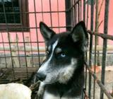 Jual husky 4 bulan sudah vaksin - Deli Serdang Kab. - Hewan Peliharaan