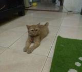 Persmed short hair. betina 3 bln - Jakarta Utara - Hewan Peliharaan