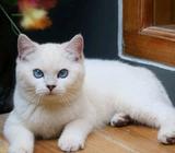 British shorthair jantan silver shaded - Rembang Kab. - Hewan Peliharaan