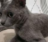 Britis shorthair betina birahi - Tangerang Selatan Kota - Hewan Peliharaan