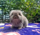 Fuzzy lop cantik menawan hati - Binjai Kota - Hewan Peliharaan