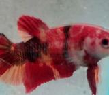 Cupang pk emerald - Jakarta Barat - Hewan Peliharaan