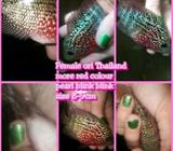 Red kkf female ori thailand - Jakarta Barat - Hewan Peliharaan