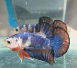 Cupang blue panda. - Jakarta Barat - Hewan Peliharaan