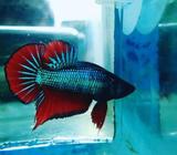 Plakat green blood. - Jakarta Barat - Hewan Peliharaan