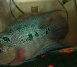 Louhan GB lokal - Jakarta Barat - Hewan Peliharaan