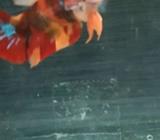 Nemo , pasangan juga boleh, asal cocok harga - Jakarta Barat - Hewan Peliharaan