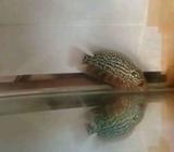 Louhan kamfa indo ajib - Jakarta Barat - Hewan Peliharaan