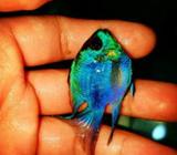 Ramirezi blue elerktrik - Jakarta Barat - Hewan Peliharaan