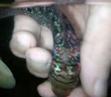 F3 sb ori thailand - Jakarta Barat - Hewan Peliharaan