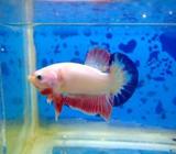 Ws dragon blue rim - Jakarta Barat - Hewan Peliharaan