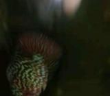 Kkf f2 big fin ori thailand - Jakarta Barat - Hewan Peliharaan