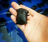 Siebenrocky turtle - Jakarta Barat - Hewan Peliharaan