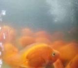 Parrot merah taiwan - Jakarta Barat - Hewan Peliharaan