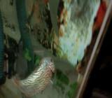 Kkf rainbow ori thailand - Jakarta Barat - Hewan Peliharaan