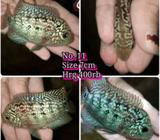 Kkf f2 crosshead ori thailand - Jakarta Barat - Hewan Peliharaan