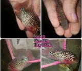 Kkf f2 two tone colour ori thailand - Jakarta Barat - Hewan Peliharaan