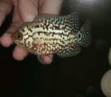 Kkf king cobra fm ori thailand body oke - Jakarta Barat - Hewan Peliharaan