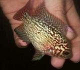 Kkf fm mutiara kasar ori thailand - Jakarta Barat - Hewan Peliharaan