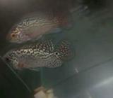 Kkf f2 fm blink blink pearly ori thailand - Jakarta Barat - Hewan Peliharaan