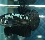 Black Mamba Size S++ - Jakarta Barat - Hewan Peliharaan