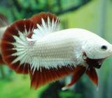 Plakat Snow Red Dragon - Jakarta Barat - Hewan Peliharaan