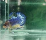 HMPK yellow Fancy male jantan - Jakarta Barat - Hewan Peliharaan