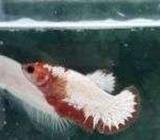 Cupang WS FCCP whitescale vietnam female betina - Jakarta Barat - Hewan Peliharaan