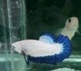 Female cupang bluerim import betina - Jakarta Barat - Hewan Peliharaan