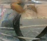 Cupang serit mahar 40 minat wa - Jakarta Barat - Hewan Peliharaan