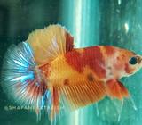 Nemo Galaxy Size S++ - Jakarta Barat - Hewan Peliharaan