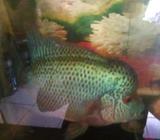 Lohan cc 4 jarian - Jakarta Barat - Hewan Peliharaan