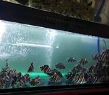 Indo datz ukuran 4-6cm mix bar - Jakarta Barat - Hewan Peliharaan