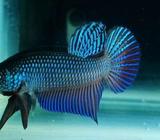 Wildbetta Smaragdna Hijau - Jakarta Barat - Hewan Peliharaan