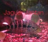 Sepasang Jaguar Cichlid dah mau nelor - Jakarta Pusat - Hewan Peliharaan
