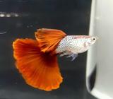 Snake Skin Red Tail - Jakarta Pusat - Hewan Peliharaan