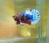 Pk fancy star tail - Jakarta Pusat - Hewan Peliharaan